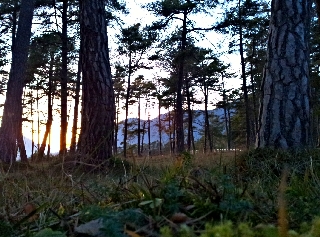 Forest ground HDR Sample Photo Picture with HDR Android App Camera+ on a Samsung Galaxy S II (S2)